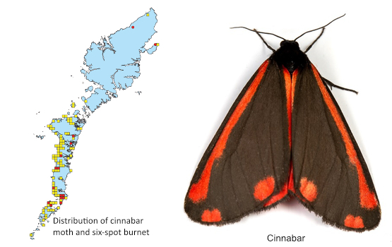 Cinnabar distribution Outer Hebrides