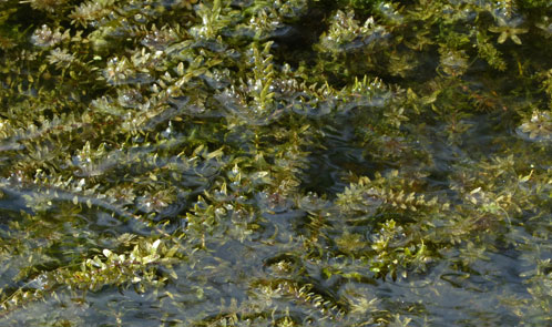 Canadian and Nuttall's Waterweeds